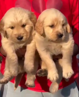 Buy Male Golden Retriever Puppy from Chennai